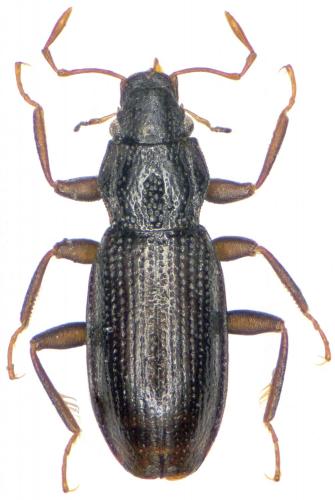 Réf. 270 862 : Hydraena emarginata